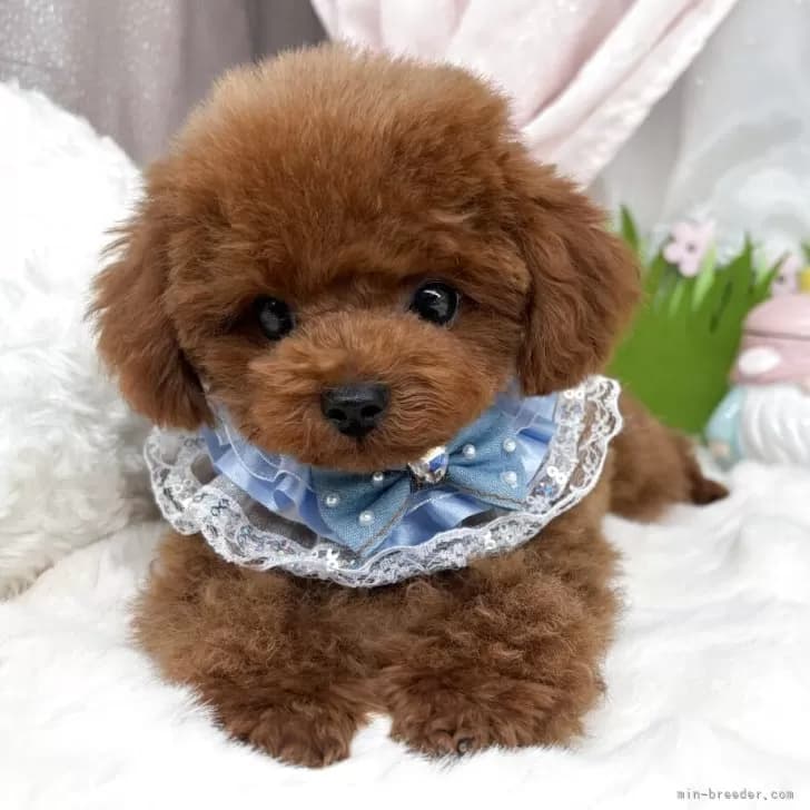 子犬の写真