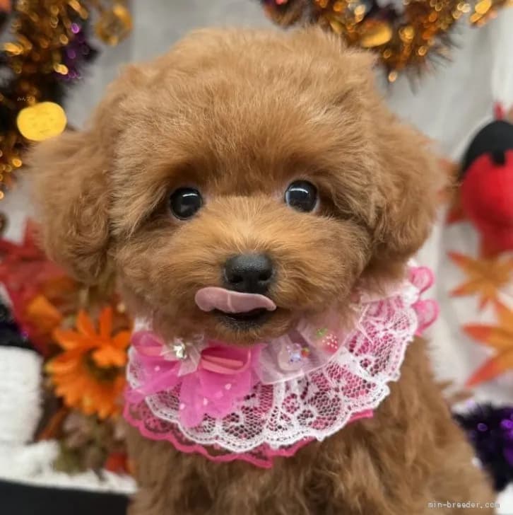 子犬の写真