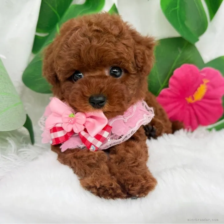 子犬の写真