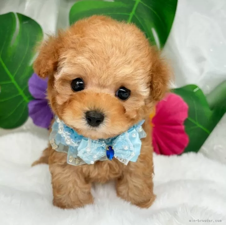 子犬の写真