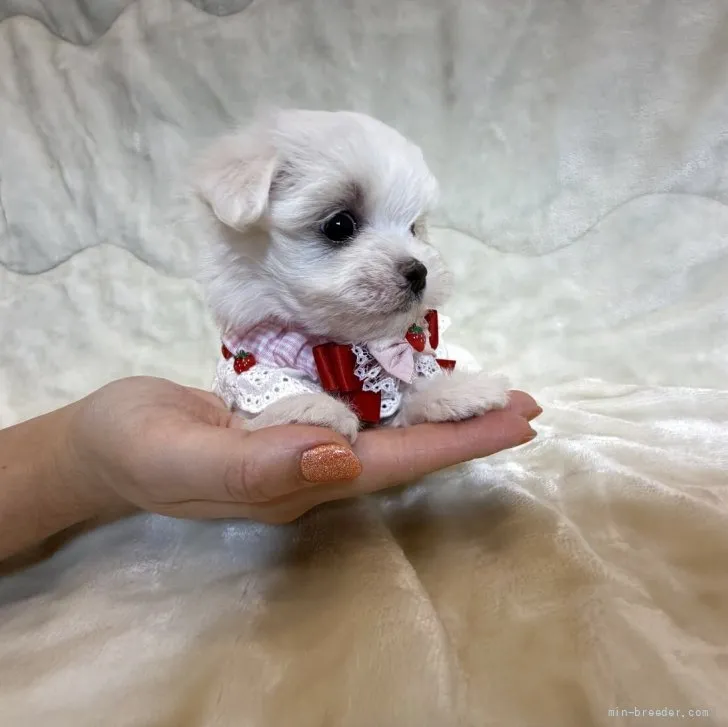 子犬の写真
