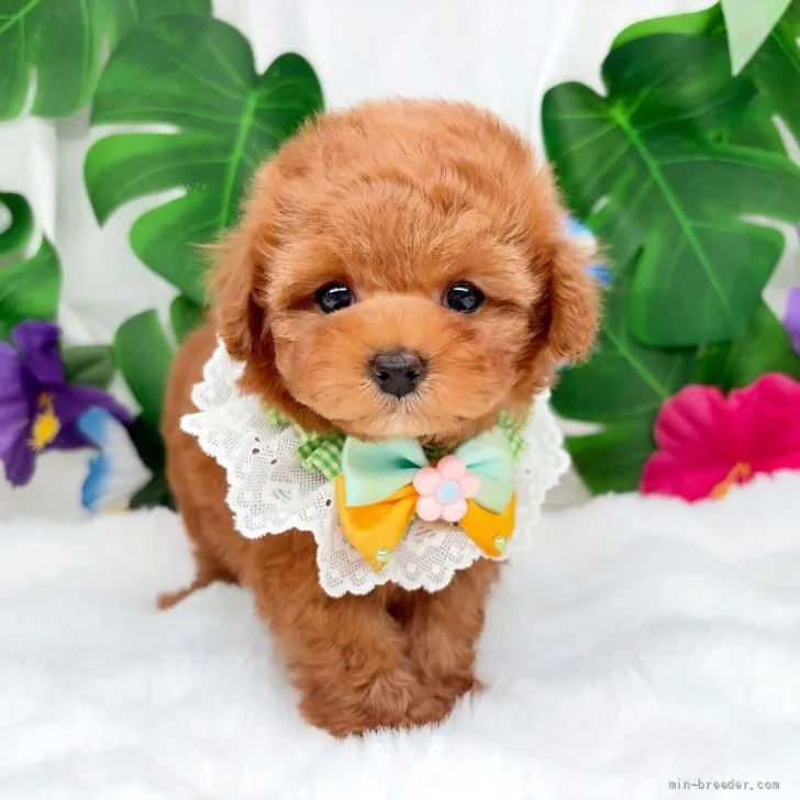 子犬の写真