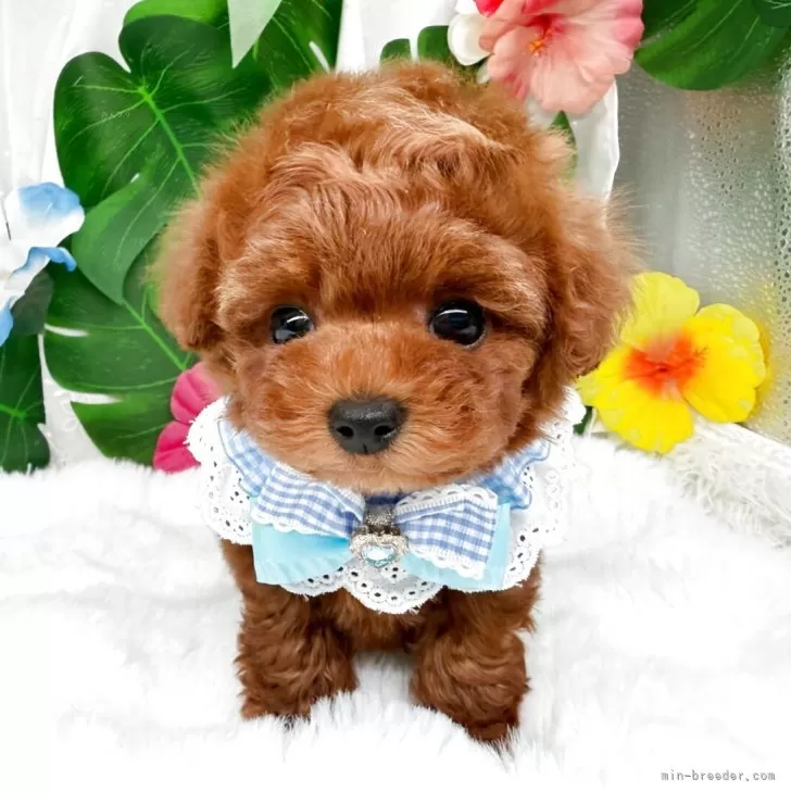 子犬の写真