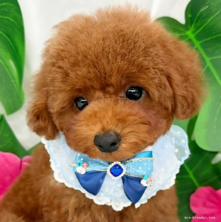 子犬の写真