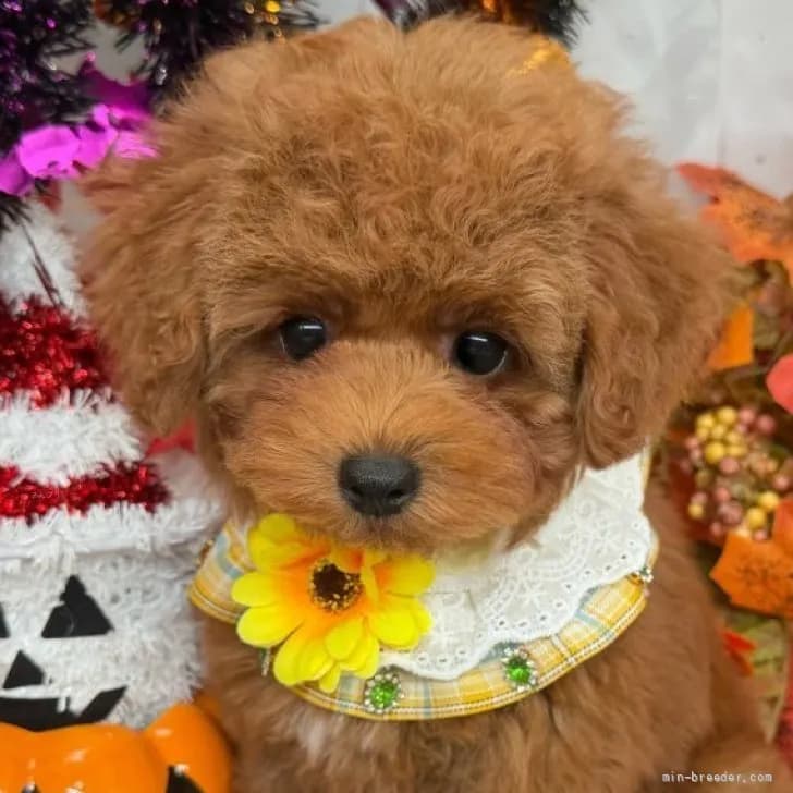 子犬の写真