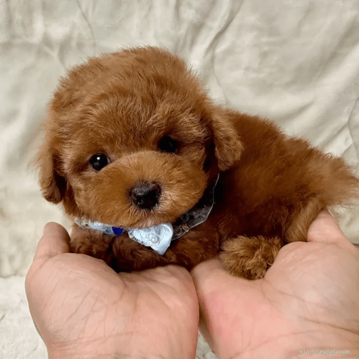 子犬の写真
